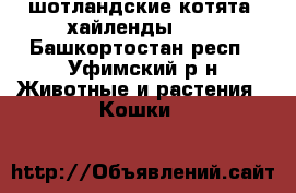 шотландские котята -хайленды!!!! - Башкортостан респ., Уфимский р-н Животные и растения » Кошки   